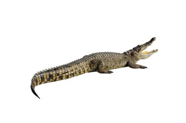 Siyam timsahı (Crocodylus siamensis tatlısu timsahı)