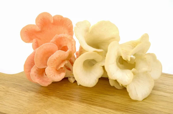 Jambon Pleurotus biologique ou champignon huître rose . — Photo