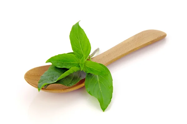 Sweet Basil Leaf (Ocimum basilicum Linn). — Stock Photo, Image