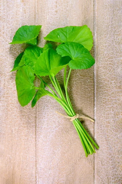 Indian pennywort (Centella asiatica (L.) Urban.) травяные растения головного мозга . — стоковое фото