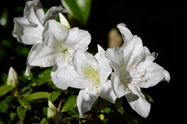Λευκό Rhododendron στο άνθος βόρεια της Ταϊλάνδης τον Οκτώβριο. — Φωτογραφία Αρχείου