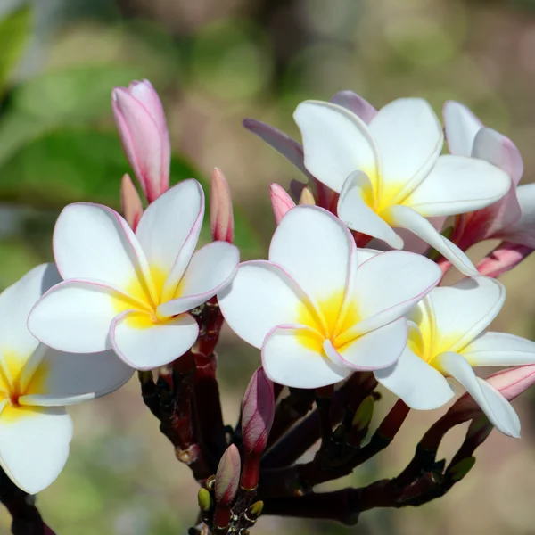 Branco e amarelo frangipani com fundo bokeh . — Fotografia de Stock