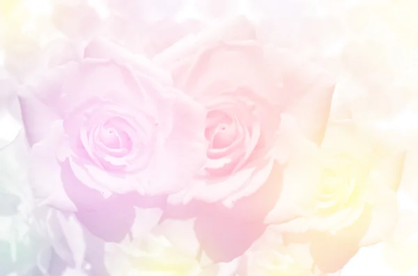 玫瑰花束用软焦点颜色作为背景进行筛选. — 图库照片