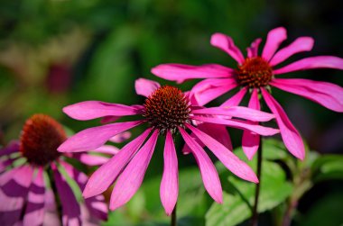 Mor çiçeği coneflower doğal yeşil zemin üzerine.