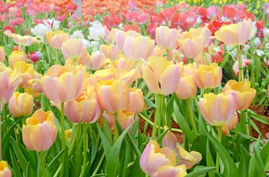 Bahar bahçe çiçeği Lale.