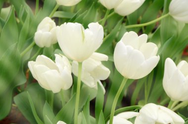 Bahar bahçe çiçeği Lale.