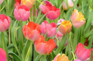 Bahar bahçe çiçeği Lale.