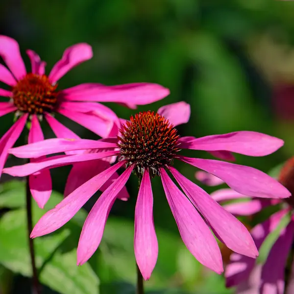 Flor coneflower roxo no fundo verde natural . — Fotografia de Stock