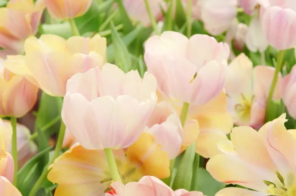 Tulipe de fleur dans le jardin de printemps . — Photo