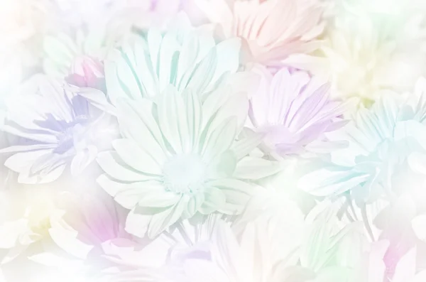 Closed-up of spray type of Chrysanthemum (Dendranthemum grandiff — Stock Photo, Image