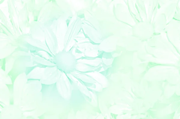 菊花喷雾型的闭合 — 图库照片