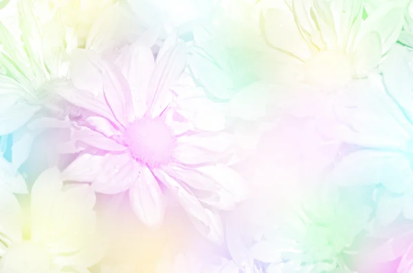 菊花喷雾型的闭合 — 图库照片