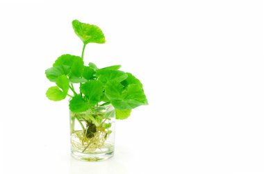 Hint pennywort, beyin tonik bitkisel bitki.