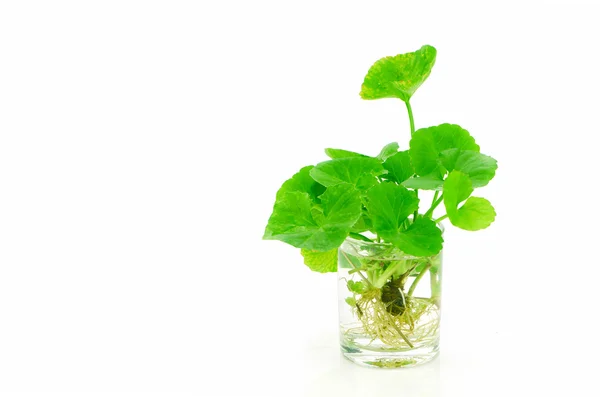 Pennywort indio, planta herbal tónica cerebral . — Foto de Stock