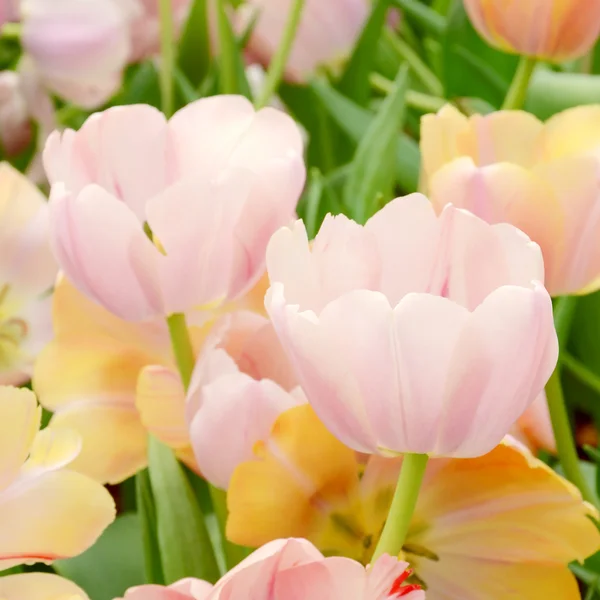 Tulipe de fleur dans le jardin de printemps . — Photo