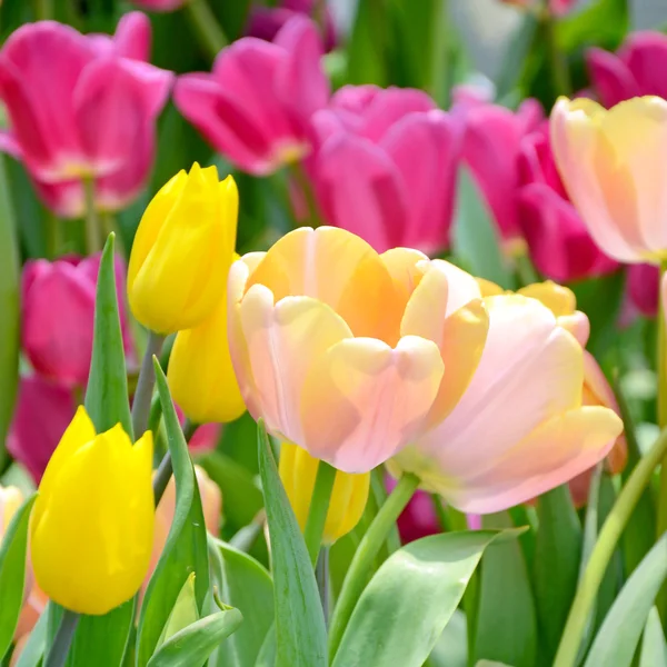 Flor de penacho en el jardín de primavera . — Foto de Stock