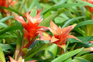 Yerel Brezilya bitkilerin bromeliad veya Urn bitki (Aechmea fasciata).