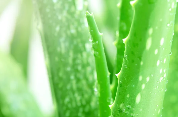 Aloe Vera Leaves Background with Rain Drops. — Stock Photo, Image