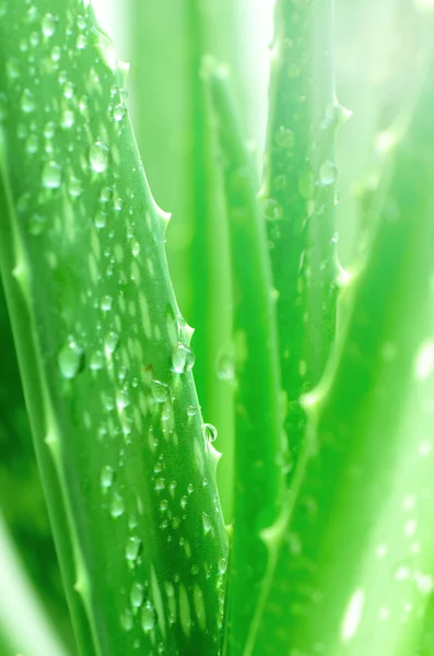 Aloe Vera Leaves Background with Rain Drops. — Stock Photo, Image