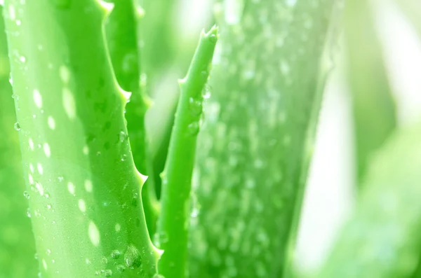 Aloe Vera Leaves Background with Rain Drops. — Stock Photo, Image