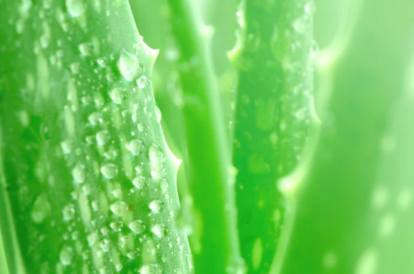 Aloe Vera Leaves Background. — Stock Photo, Image