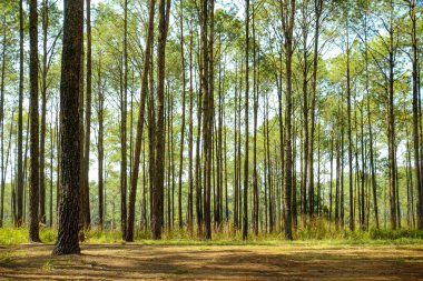 Çam ormanı ile ılık ışık.