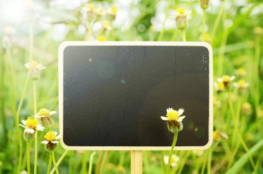 Ahşap tahta sıcak ışık tonu ile Meksika papatya çiçekler arka plan üzerinde işaretler.