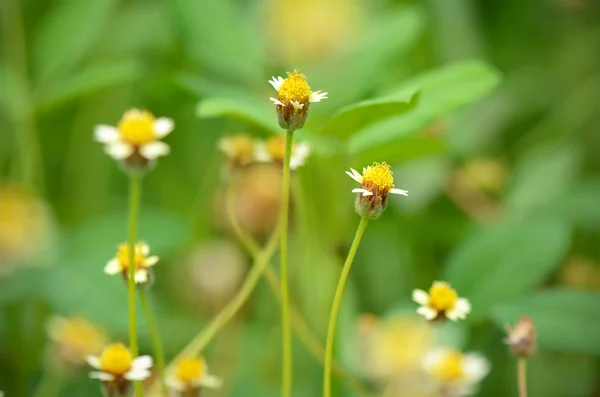 Maxican daisy blommor (Tridax procumbens (L.) L.) på naturlig grön bakgrund. — Stockfoto