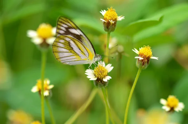 Pequeña mariposa en flor de margarita mexicana . — Foto de Stock