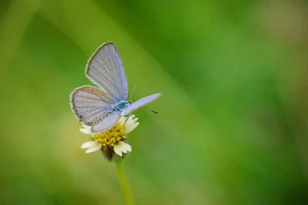 Pequeña mariposa en flor de margarita mexicana . — Foto de Stock