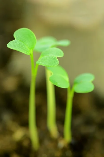 Plantor av lite grönsaker i stängd-upp. — Stockfoto