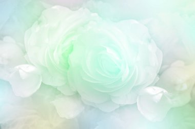 Yumuşak Pastel tonda gül.