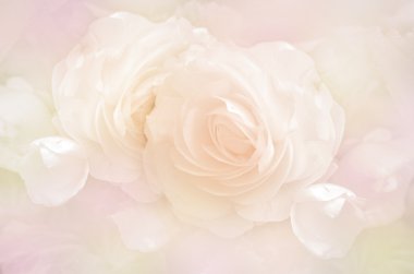 Yumuşak Pastel tonda gül.