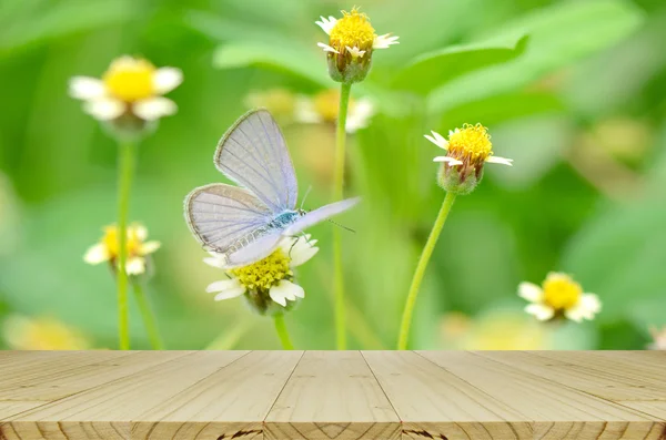 Mesa de picnic con mariposa pequeña en el campo de flores de la margarita mexicana . — Foto de Stock