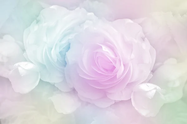 Roses en tons pastel doux . — Photo