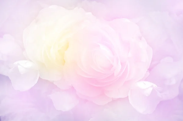 Roses in Soft Pastel Tone. — Stock Photo, Image