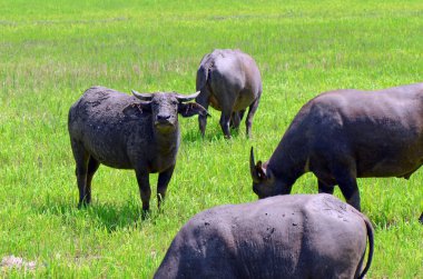 Açılan tarım arazisi içinde Asya buffalos (Bubalus bubalis).