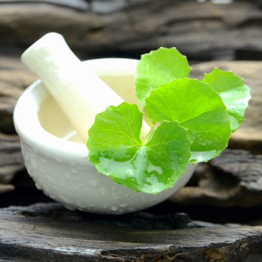 Eski ahşap zemin üzerine Hint pennywort. 