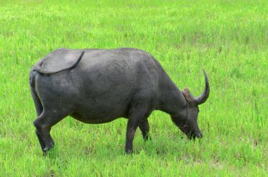 Açılan tarım arazisi içinde Asya buffalos (Bubalus bubalis).