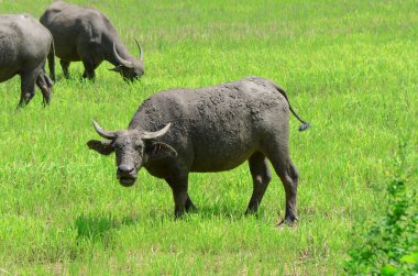 Açılan tarım arazisi içinde Asya buffalos (Bubalus bubalis).