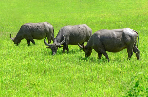 Asiatische Büffel (bubalus bubalis) im offenen Ackerland. — Stockfoto