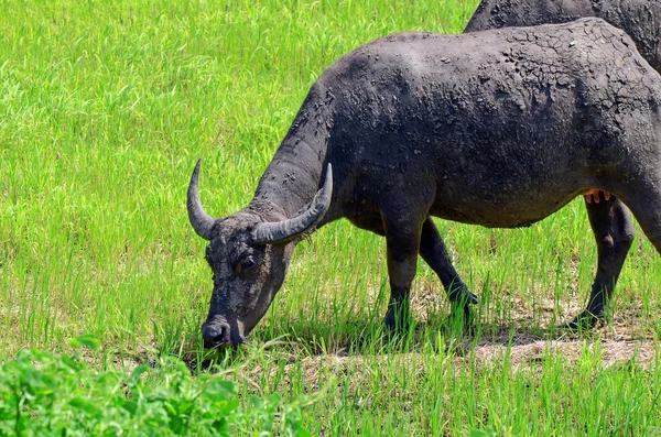 Asiatische Büffel (bubalus bubalis) im offenen Ackerland. — Stockfoto