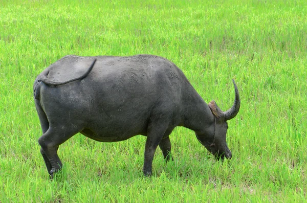 Asiatische Büffel (bubalus bubalis) im offenen Ackerland. — Stockfoto