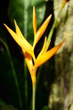 Doğal yeşil zemin üzerine altın meşale Heliconia.