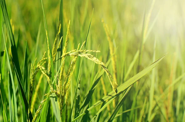 Jasmin Rice Plantation Field in Evening Light. — Stock Photo, Image