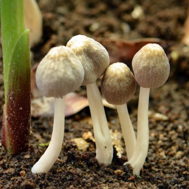 Küçük mushroon nemli topraklarda rainny sezonda bulundu.