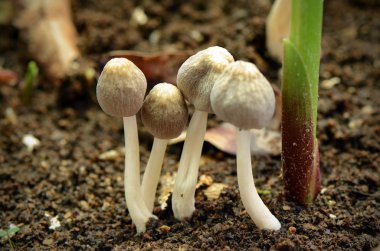 Küçük mushroon nemli topraklarda rainny sezonda bulundu.