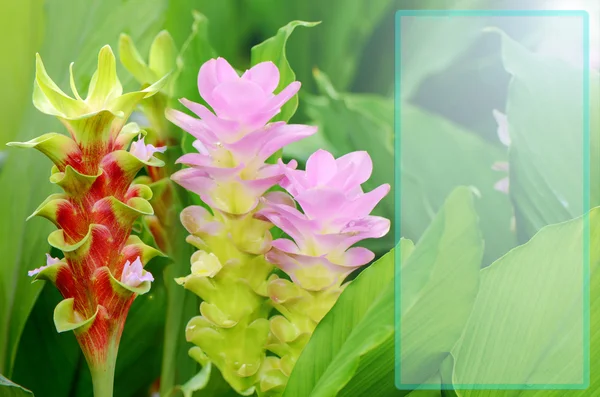 Fancy Siam Tulipán nebo letní Tulipán v tropické botanické zahradě. — Stock fotografie