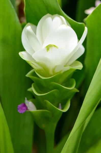 White Siam Tulip or Summer Tulip in tropical botanical garden. — Stock Photo, Image