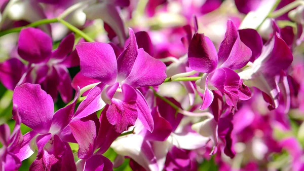 Lila Denerobium orkidéer (Dendrobium Hybrid) i tropisk trädgård — Stockfoto